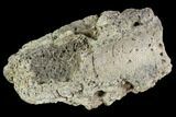 Ceratopsian Frill Shield Section - Alberta (Disposition #-) #94868-1